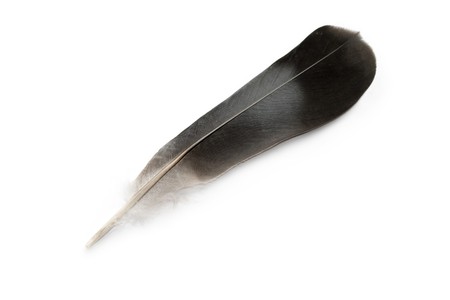 Feather isolated on the white background 