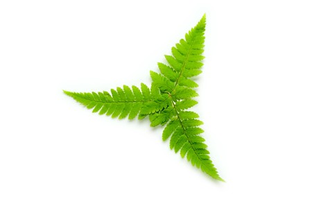 Fern isolated on white