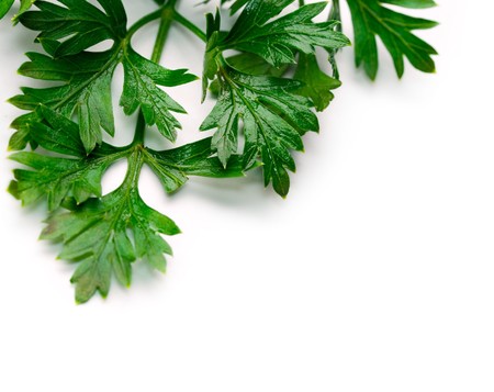 Fresh parsley isolated on white の写真素材