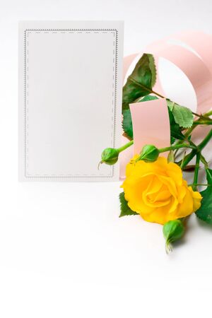 Yellow rose isolated on whiteの写真素材