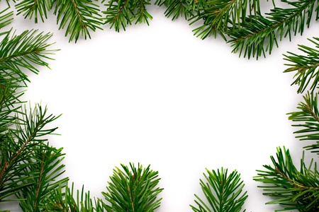 Fir isolated on white