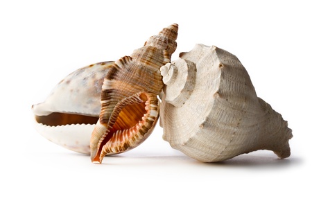 Seashells isolated on the white background の写真素材