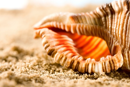 Seashell in sand