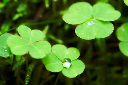 Oxalis