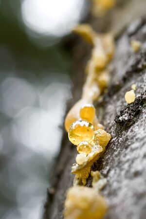 Galipotの写真素材