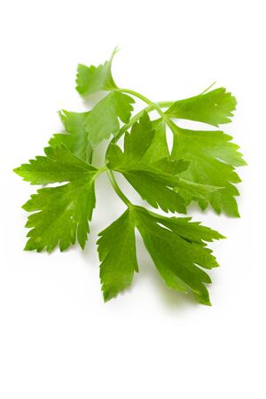 Fresh parsley isolated on white の写真素材