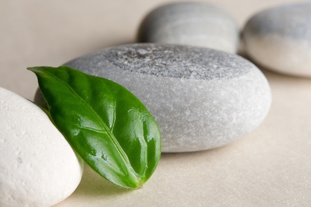 Stones and a green leafの写真素材