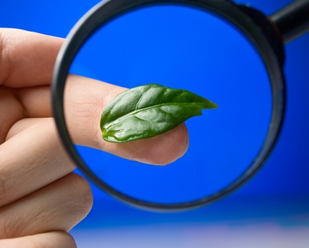 Studing a green leaf through the magnifying glassの写真素材