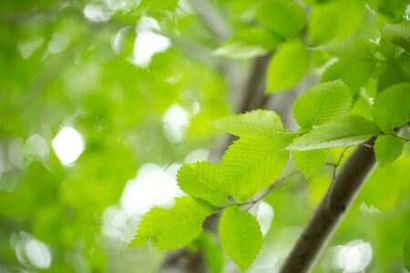 Young green leaves in summer morningの写真素材