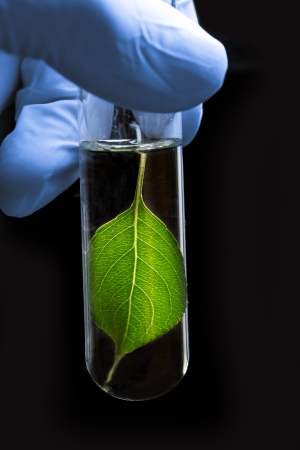 Hand in glove holding test tube with plantの写真素材