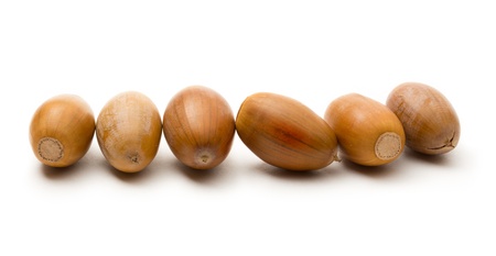 Heap of acorns on white