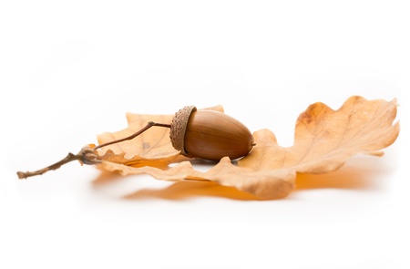 Fresh acorn with dried leavesの写真素材