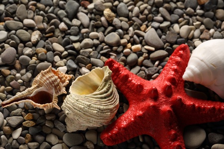 Seastar and seashells on pebblesの写真素材
