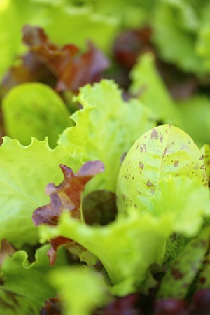 Young salad lettuce growing outdoorsの写真素材