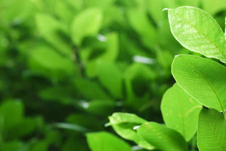 Green leavesの写真素材