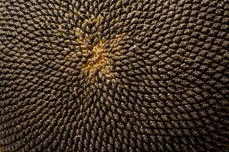 Sunflower black seeds in closeupの写真素材