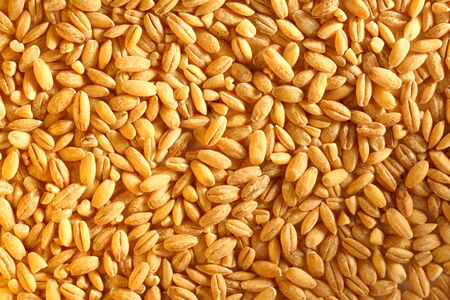 Pearl barley の写真素材