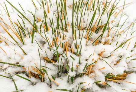 Autumn grass covered with white snow closeupの写真素材
