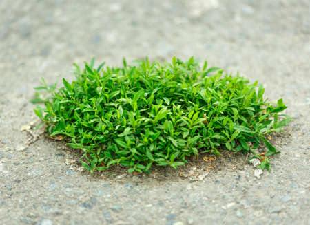 Piece of green grass on the ground
