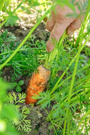Hand pulling organic carrot out of soilの写真素材