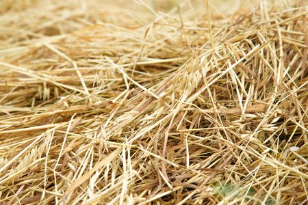 Hay straw in the field as background closeup