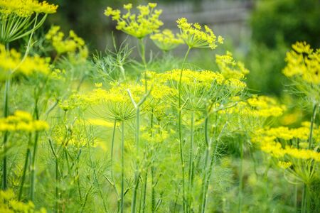 Old dill grows in the garden in closeup