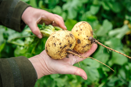 Female hand holding young turnips in closeup