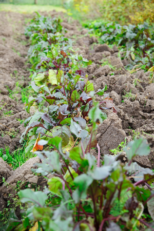 Young beetroot bed growing on soil closeup