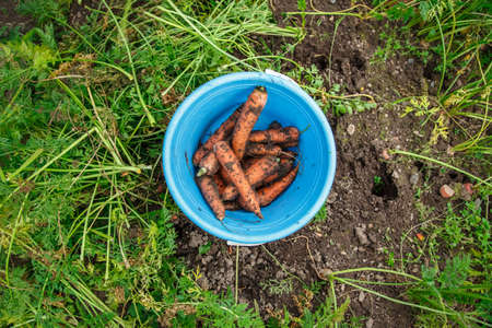 Blue bucket with carrot on grass backgroundの写真素材