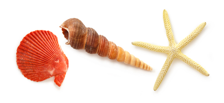 Collection of sea shells and stars in closeup