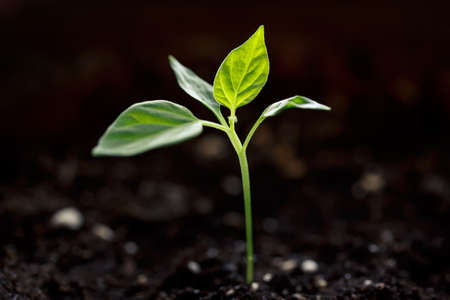 Young green sprout growing in soil closeupの写真素材