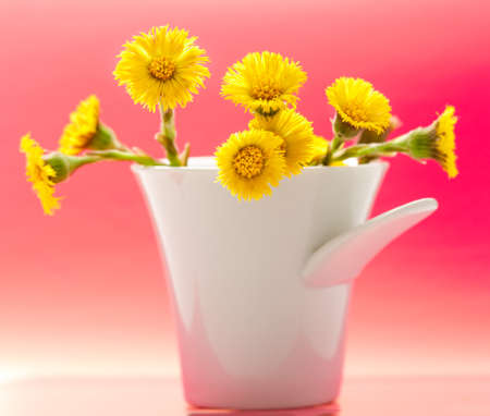 Fresh spring flowers foalfoots in white cupの写真素材