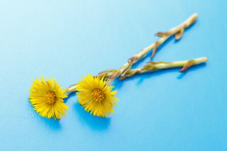 Fresh spring flowers foalfoots on blue backgroundの写真素材