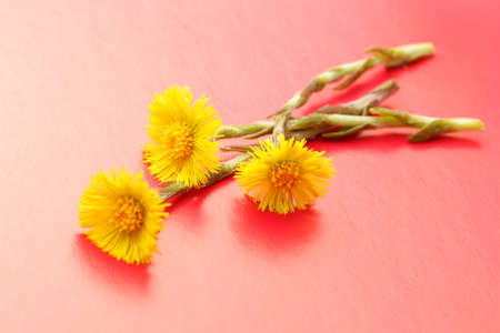 Fresh spring flowers foalfoots on red backgroundの写真素材