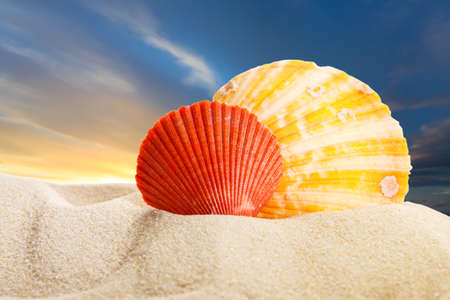 Sea shells in sand on sunset backgroundの写真素材