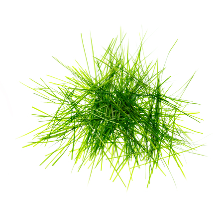 Fresh spring grass as background in closeupの写真素材