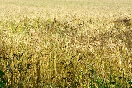 Field of golden wheat as background in closeupの写真素材