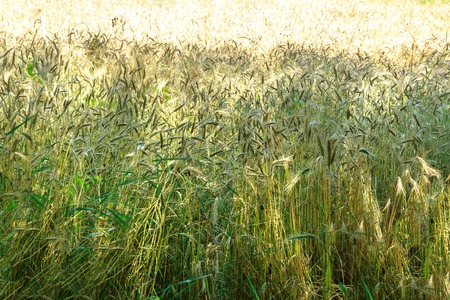 Field of golden wheat as background in closeupの写真素材