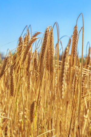 Field of golden wheat as background in closeupの写真素材