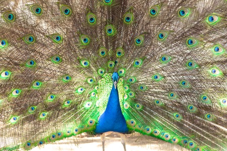 Beautiful male peacock with opened tail closeupの写真素材