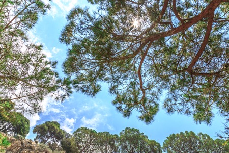 Tree branches with green leaves on blue skyの写真素材