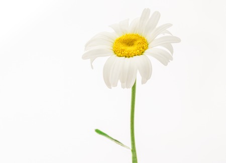 One chamomile flower on the white backgroundの写真素材