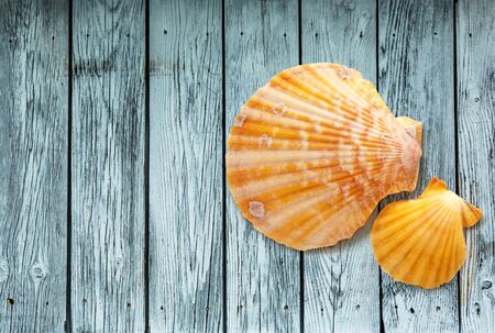 Two seashells on wooden background in closeupの写真素材
