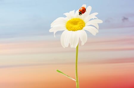 Chamomile with ladybug on sunset sky backgroundの写真素材