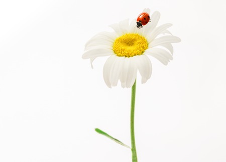 Chamomile with ladybug on the white background