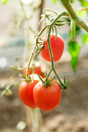 Fresh tomato bushes in greenhouse in closeupの写真素材