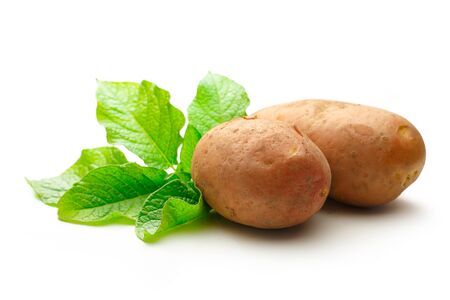 Fresh whole potatoes with green haulm on white backgroundの写真素材