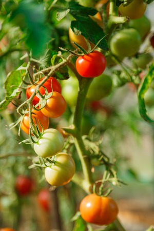 Fresh tomato bushes in greenhouse in closeupの写真素材