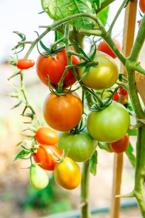 Fresh tomato bushes in greenhouse in closeupの写真素材