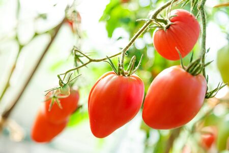 Fresh tomato bushes in greenhouse in closeupの写真素材